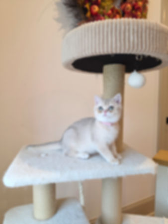 Rosie