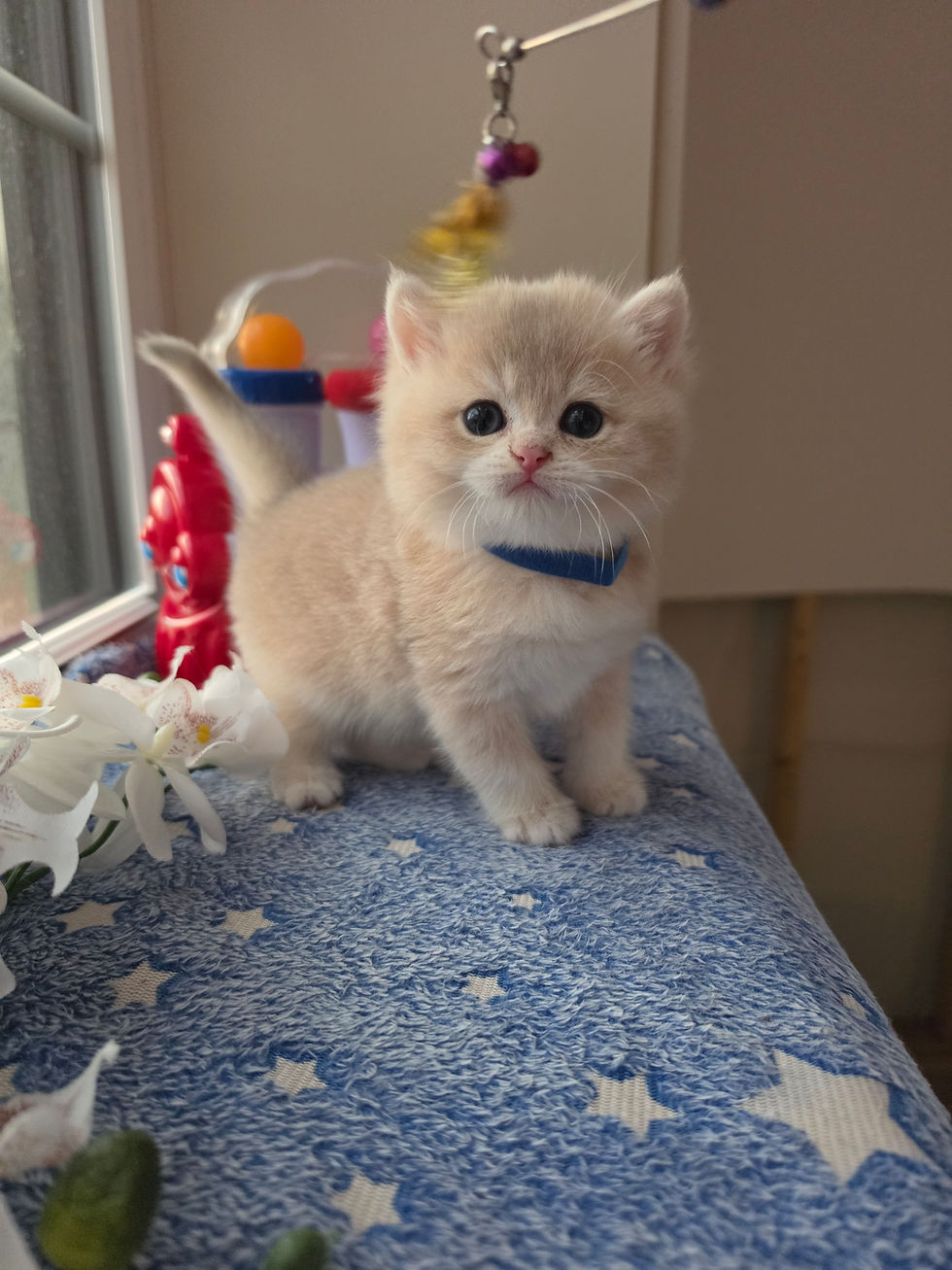 Miniatura: Simba