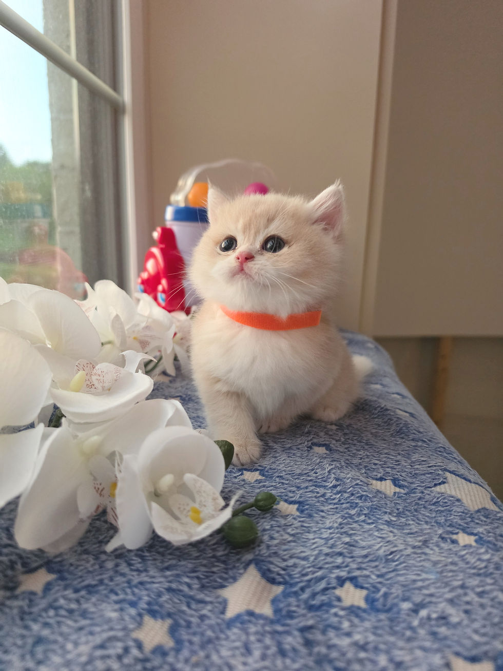 Miniature : Sunshine