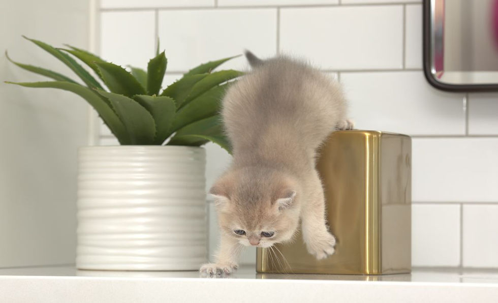 Which British Shorthair Gender Is Right for You?