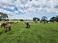 IMG_8418.jpeg