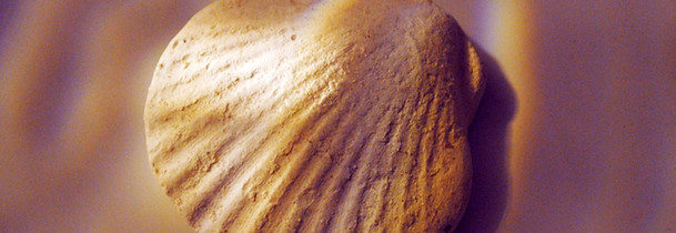 Golden seashell