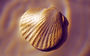 Seashell_edited.jpg