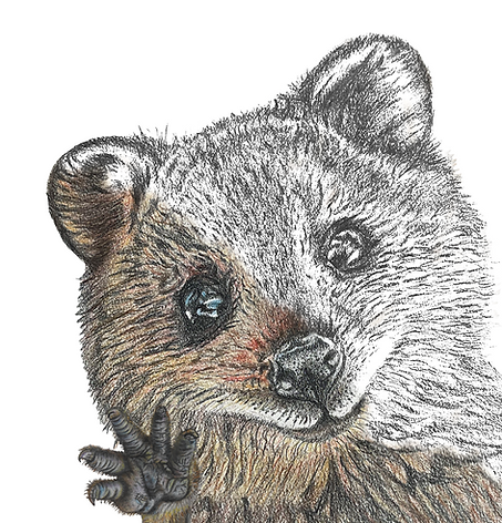 Quokka.png