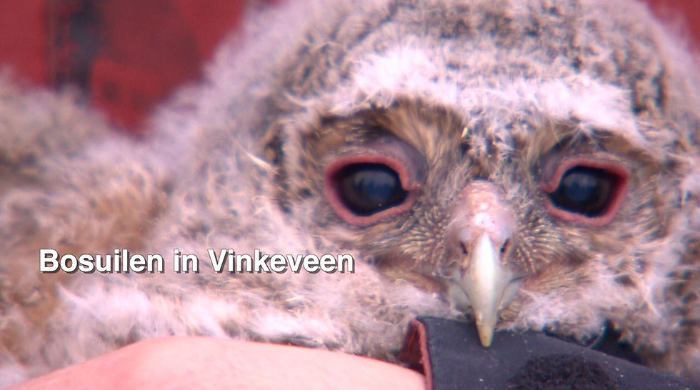 Jonge Bosuilen in Vinkeveen