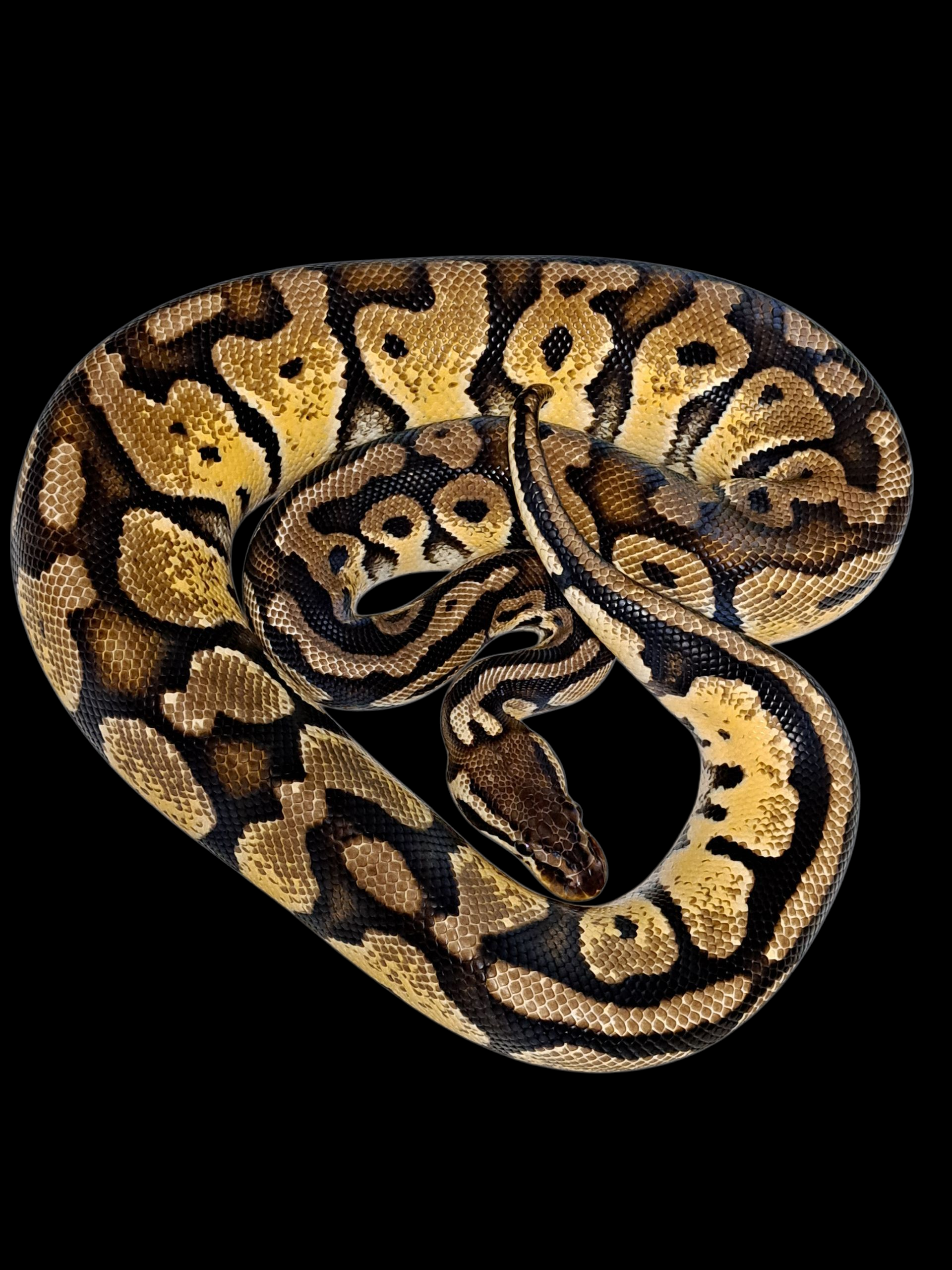 ( F ) Pastel Poss. Enchi Adult