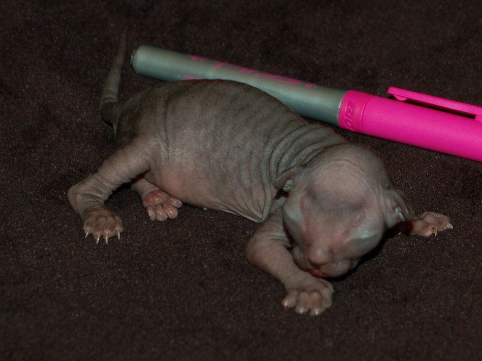 DSC_0022.JPG