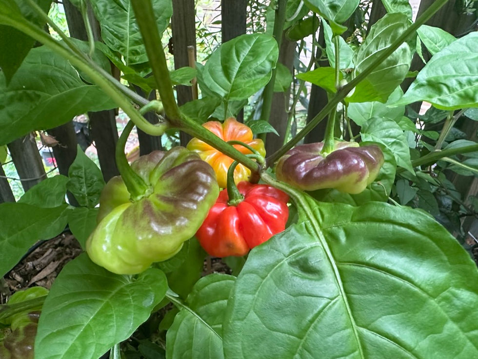 Aji Cachucha Purple Splotched