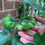 Thumbnail: Dwarf Nimu Variegated Tomato