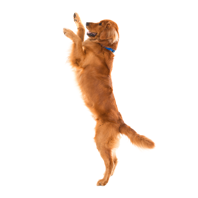 Cachorro