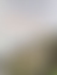 Review: Dangerous Sanctuary by Michelle Diener