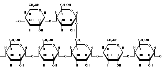 amylopectin.gif