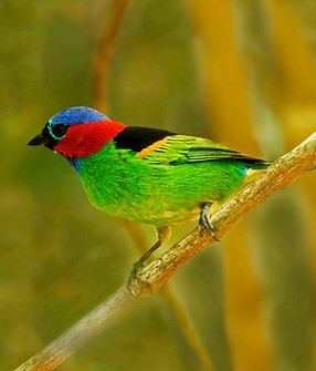 Red-necked Tanager 1.jpg
