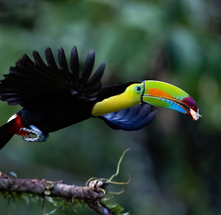 Keel-billed Toucan.jpg