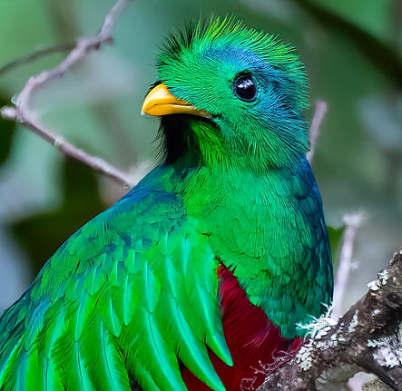 Resplandet Qetzal 5.jpg