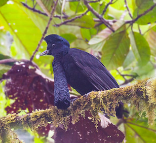 Long-wattled Umbrellabird.jpg