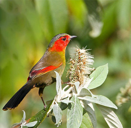 Scarlet-faced Liocichla.jpg