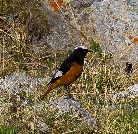 White-winged Redstar_edited.jpg