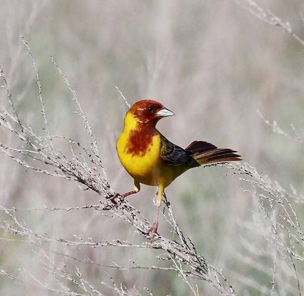 Red-headed Bunting_edited.jpg