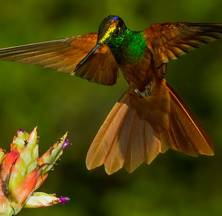 Rainbow Starfrontlet.jpg