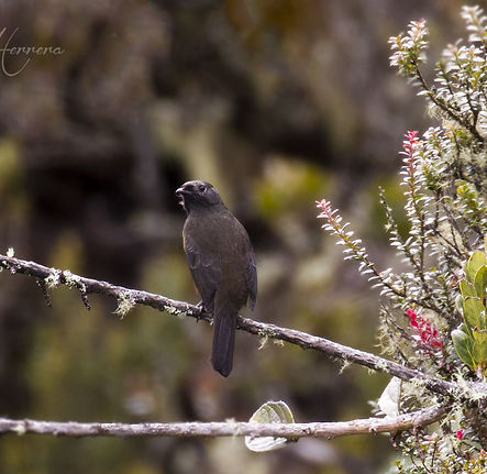 Chestnut-bellied Cotinga.jpg