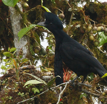 Long-wattled Umbrella-Bird.jpg
