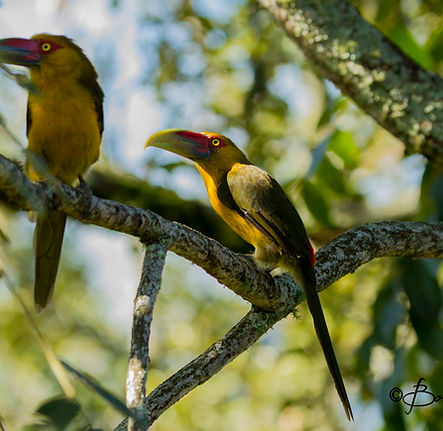 Saffron Toucanet (2).jpg