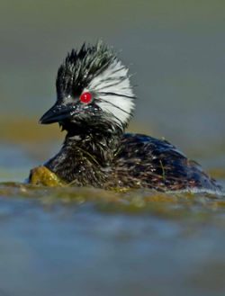 5438502901656973678_edited