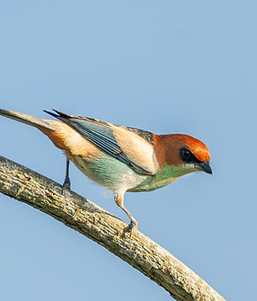 Black-backed Tanager 1 (4).jpeg