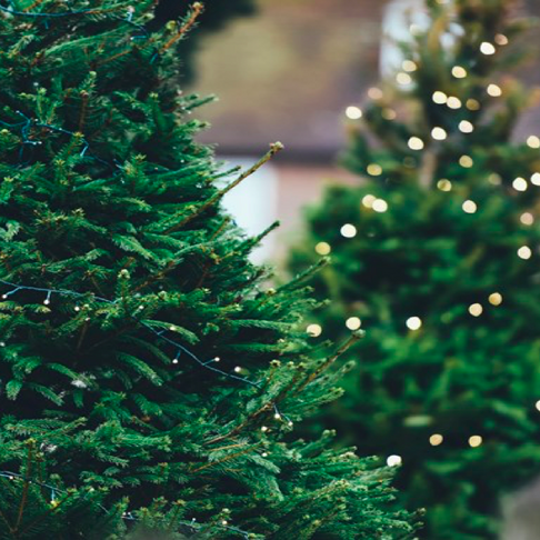 5 ways to have a green christmas