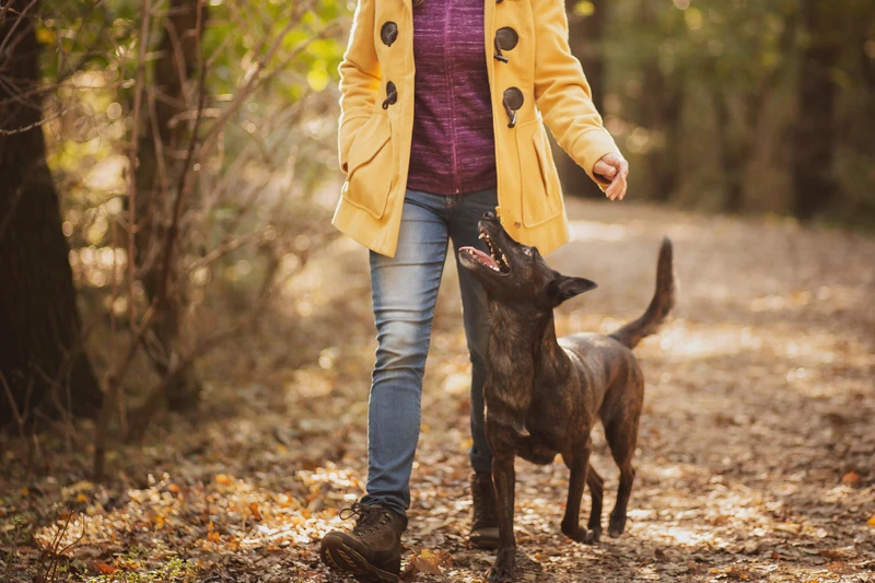 dog walking off lead in the woods next to owner
