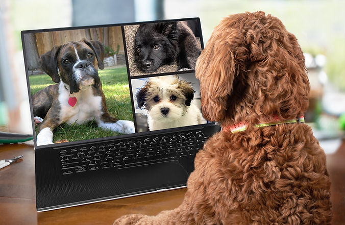 Weekly Dog Training Support