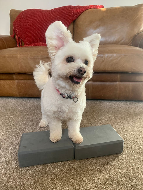 A little white dog standing on blocks to help with her strength