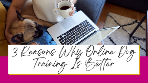 3 Reasons Why Online Dog Training Is Better