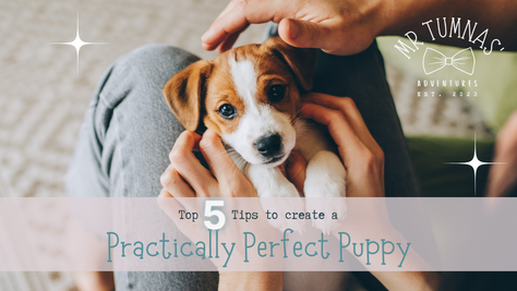 Paw-some Advice: Crafting the Perfect Puppy with These Top 5 Tips