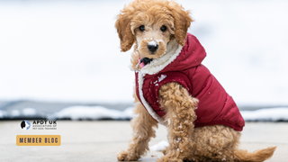 Five reasons your dog might really benefit from canine clothing