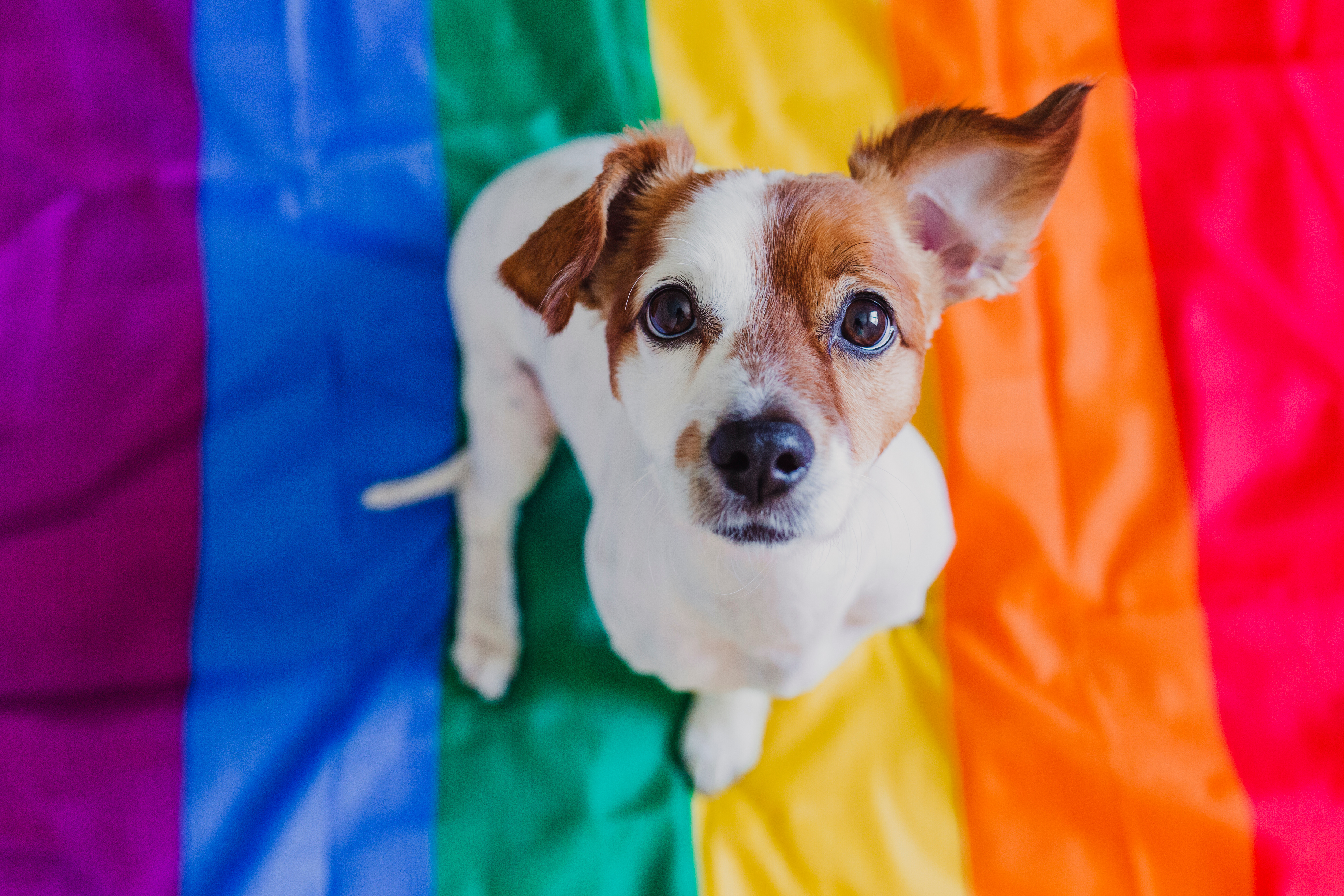 Terrier in rainbow pride flag