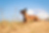 AdobeStock_64846622.jpeg