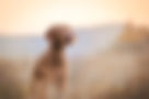 Viszla Dog in Wheat Field
