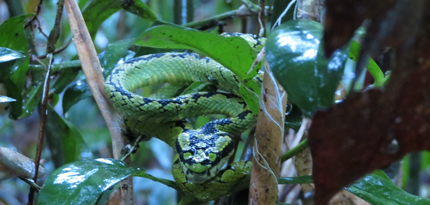 טיול נשים לסרי לנקה