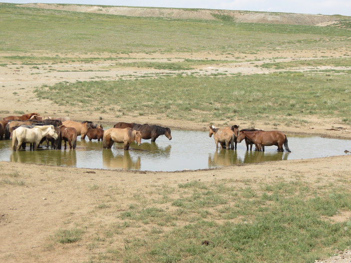 טיול נשים למונגוליה