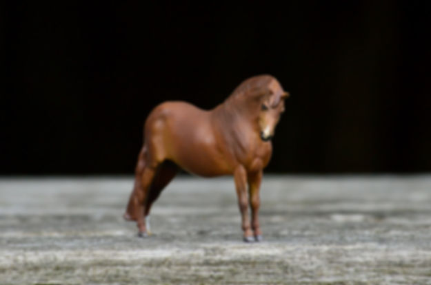 Chestnut MM Herbert