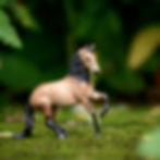 Thumbnail: Sooty Buckskin SM Alborozo