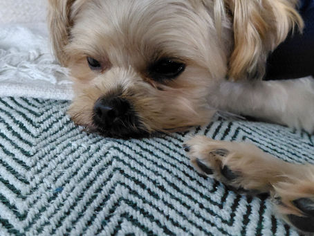 A Calm Home-from-Home for Small Dogs in Runcorn