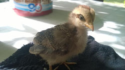 Horus
