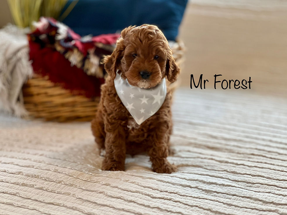 Mr Forest - 7 Weeks Old