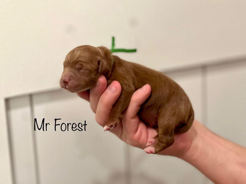 Mr Forest - One Day Old