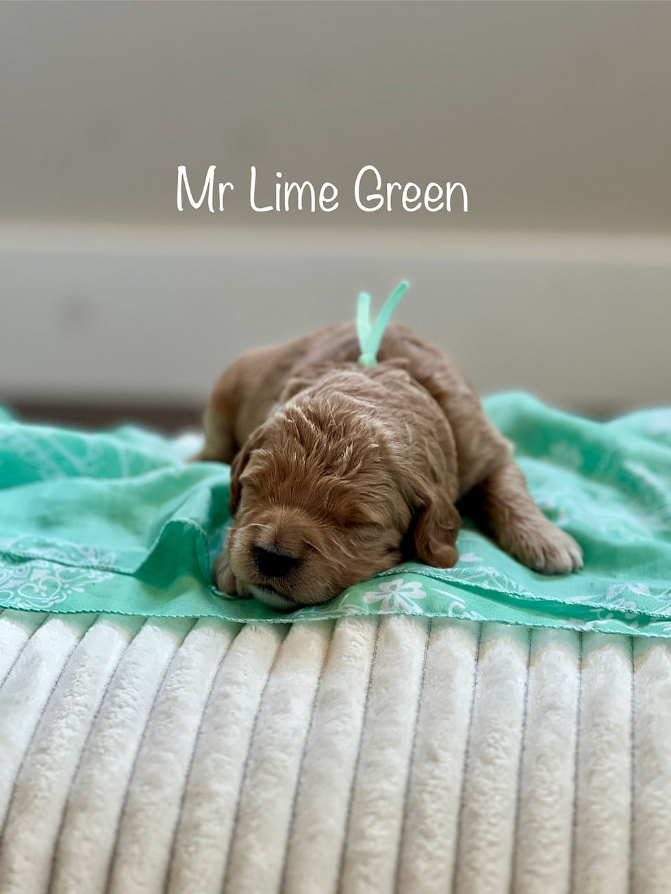 Mr Lime Green - 2 Weeks Old