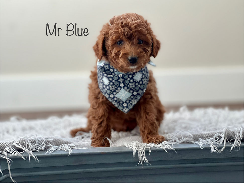 Mr Blue - 7 Weeks Old