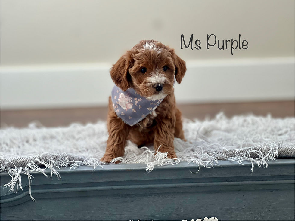 Ms Purple - 7 Weeks Old